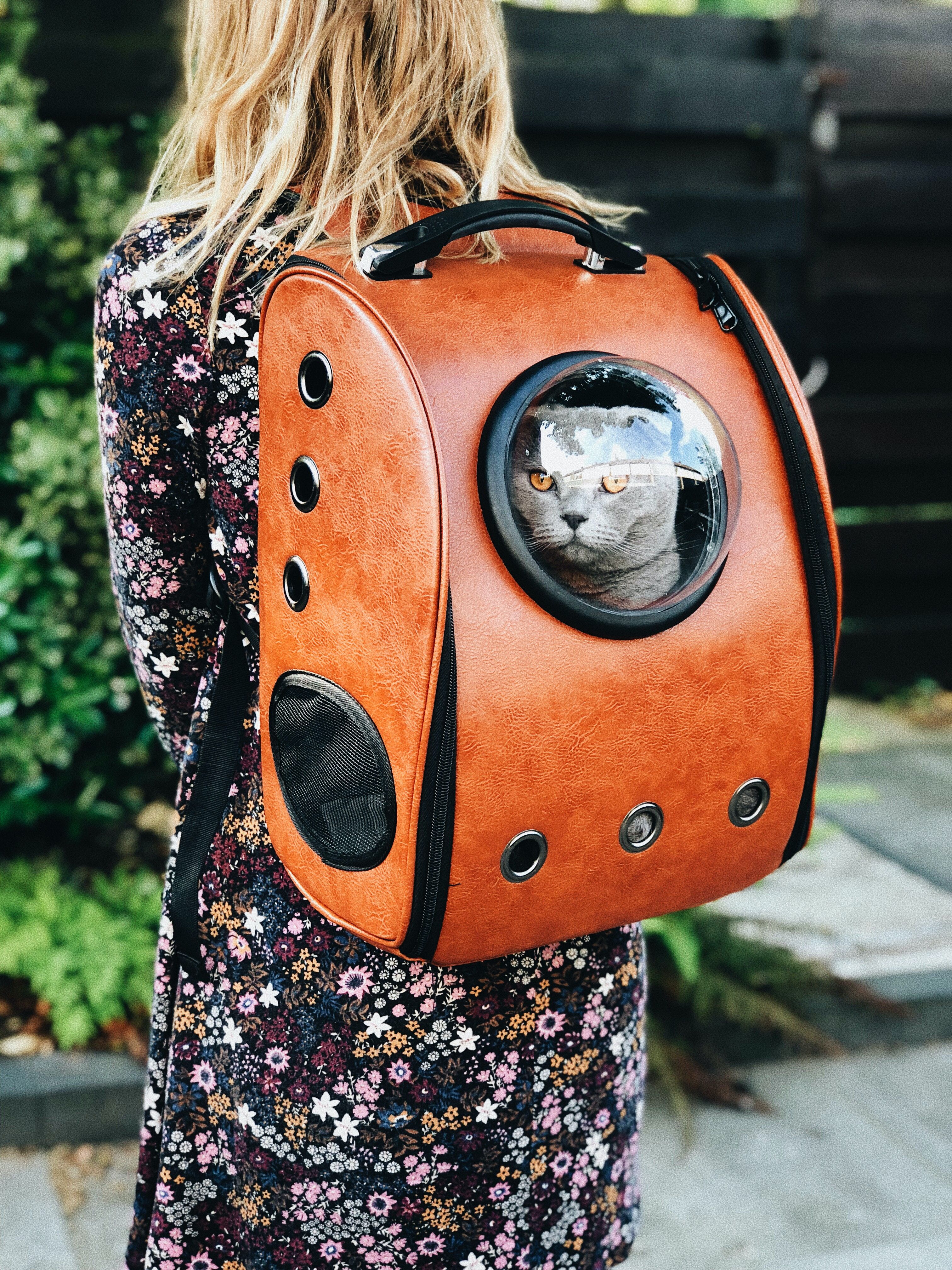 Flying Fido: America's Best Airlines For Pet Travel