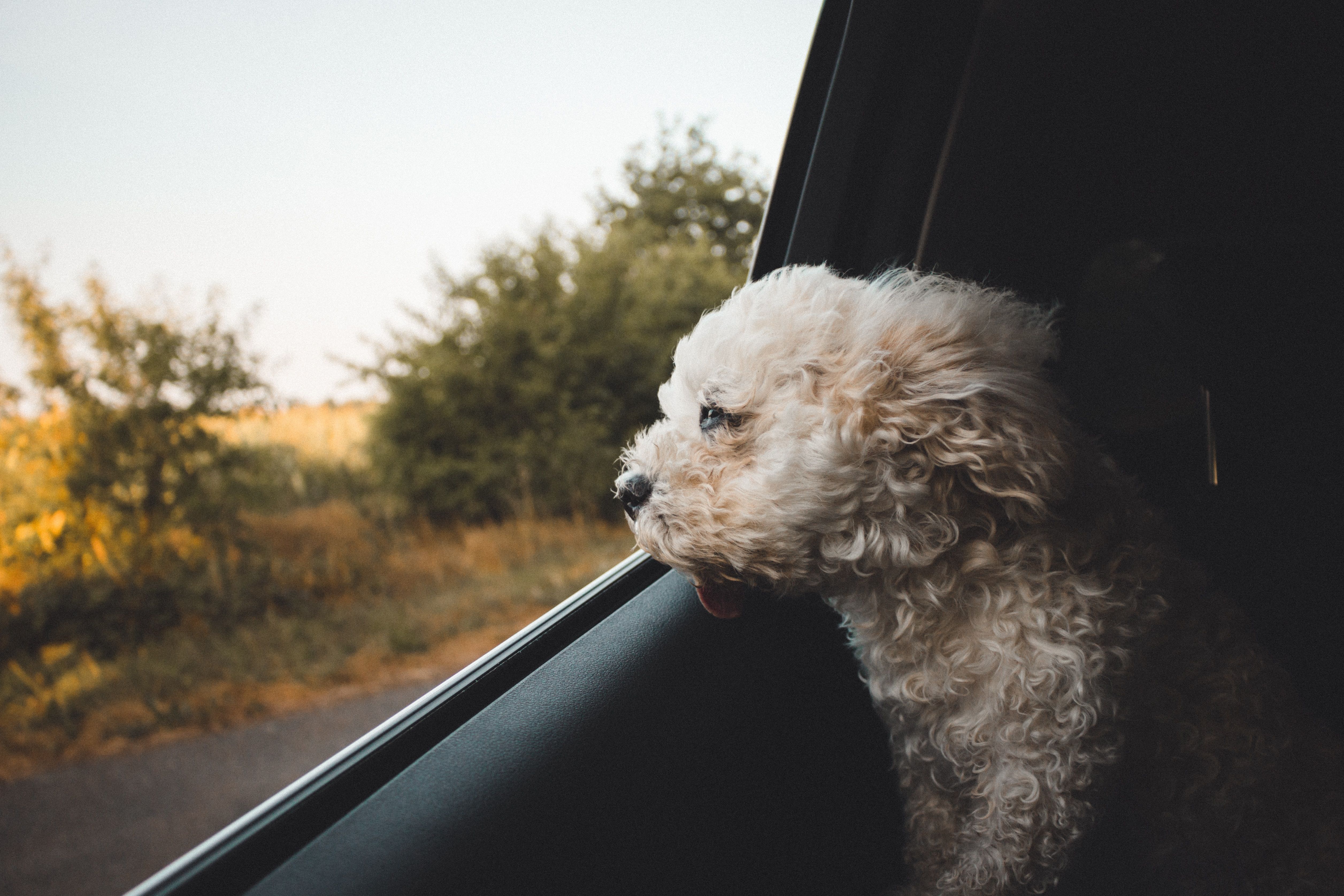 Pet-friendly Hertz Cars: Travel Comfort For You & Your Pet